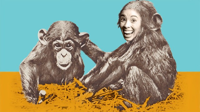 Chimps-Sabrina-FA-730x412